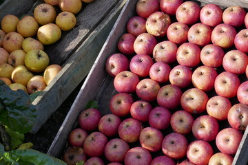 Harvested apples