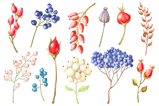 Watercolor berries, branches set