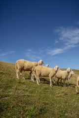 Naklejka na ściany i meble Herd of sheep grazing on the plateau of Monte Baldo above Lake Garda (Lago di Garda or Lago Benaco), Malcesine, Lombardy, Italy.