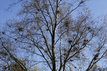 Mistletoe growing in tree