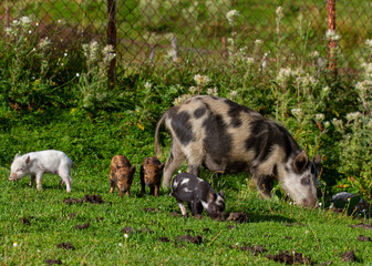 Pig and piglets graze on the street. Svaneti, Georgia