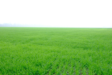 Close up of fresh thick grass with water drops in the early morning