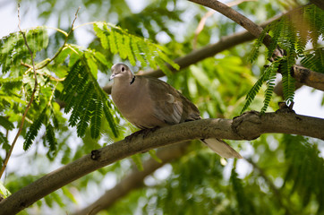 Eurasian Collared-dove on a branch