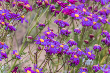 A field of Purple Flowers at Phillip Island