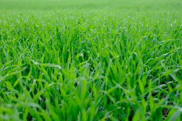 Close up of fresh thick grass with water drops in the early morning