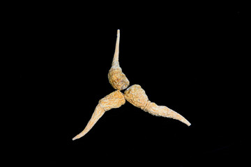 Herbal Lepidium meyenii Walp on a black background