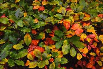 Herbstbl&auml;tter, Buche