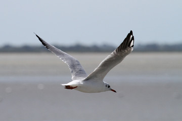 Mouette en vol