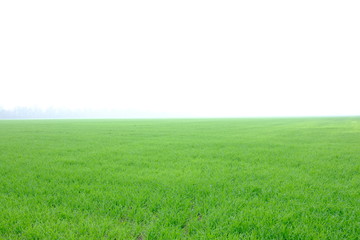 Fototapeta na wymiar green field drops fog morning