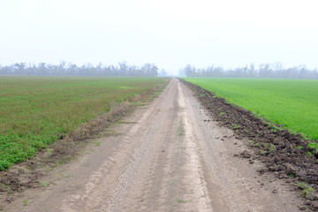 Naklejka premium green field drops fog morning