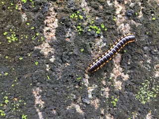 Harpaphe haydeniana commonly known as the yellow-spotted millipede or even as  night train...