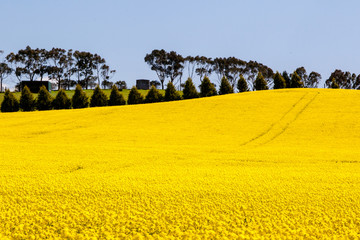Canola Fields Near Creswick in Victoria Australia