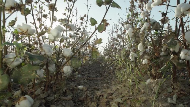 Beds of high quality cotton are ready to harvest at sunset