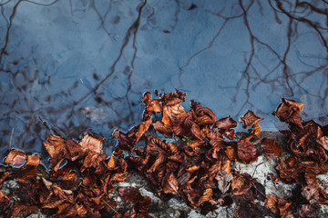 the leaves of the trees are red in the fall on forest and have nice reflection on wather