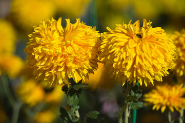 Beautiful Chrysanthemums in garden. Flowers as background picture. Chrysanthemum wallpaper. Japanese style. Autumn garden of chrysanthemums