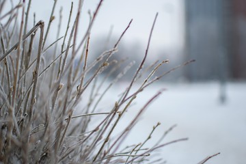 Frozes branches after freezing rain