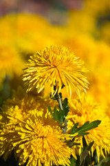 Beautiful Chrysanthemums in garden. Flowers as background picture. Chrysanthemum wallpaper. Japanese style. Autumn garden of chrysanthemums.
