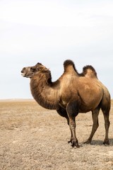 A wild camel, Xin Jiang province , China