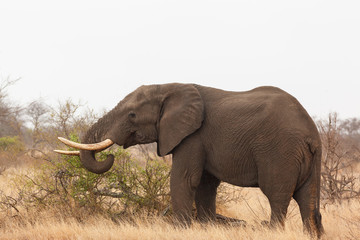 Fototapeta na wymiar Elephant in Kruger Park South Africa