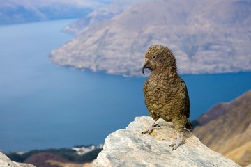 A kea at top of Ben Lomond, Queenstown, New Zealand