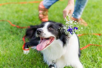 ボーダーコリー　犬　牧羊犬　シープドッグ　花
