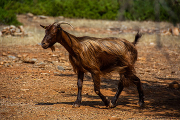 Fototapeta na wymiar Gold brown goat hair with a breeze