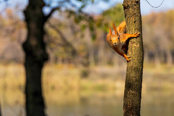 fluffy squirrel on a tree looks into the camera lens