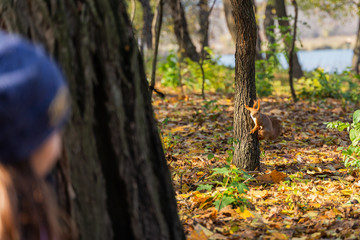 man watching a squirrel from behind a tree in a park