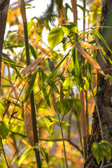 Fototapeta premium Green leaves with sun filtering through