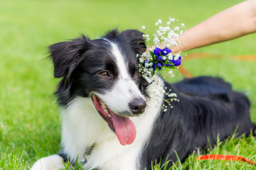 ボーダーコリー　犬　牧羊犬　シープドッグ　花
