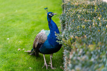 Obraz premium portrait of blue peacock on a background of green grass