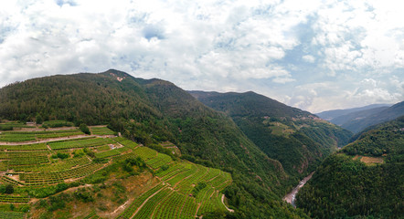 Wide aerial view of the alpine vineyards on a summer day. flat rows of fields, small village of Faver, famous for wine production. Italian Alps, Trento Province, Trentino Alto Adige, Italy, Europe
