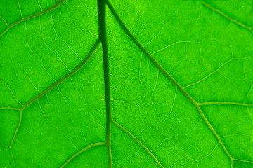 Fototapeta na wymiar Natural green leaves Looks beautiful and refreshing