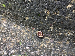 Harpaphe haydeniana commonly known as the yellow-spotted millipede or even as  night train millipede 