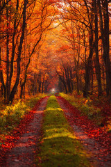 Road in autumn forest at morning with rays of warm sun light shine through branches and vivid gold and red fall leaves.