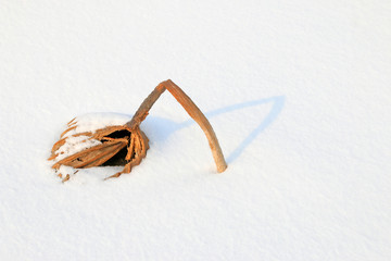dried lotus leaf in snow