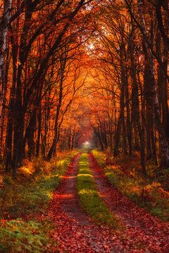 Autumn forest road at warm sunny fall morning