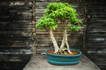 Beautiful bonsai tree