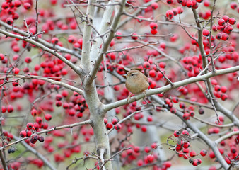The Eurasian wren (Troglodytes troglodytes) filmed on branches of a hawthorn bush with red berries