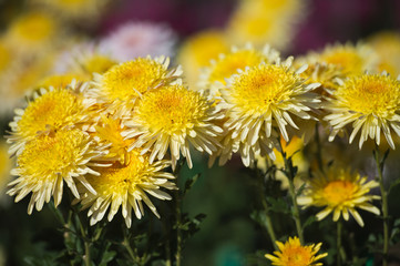 Beautiful Chrysanthemums in garden. Flowers as background picture. Chrysanthemum wallpaper. Japanese style. Autumn garden of chrysanthemums.