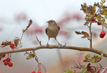The Eurasian wren (Troglodytes troglodytes) filmed on branches of a hawthorn bush with red berries