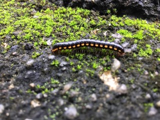 Harpaphe haydeniana commonly known as the yellow-spotted millipede or even as  night train millipede 
