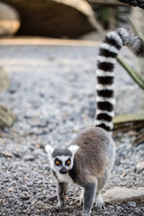 A ringtailed lemur in Melbourne zoo