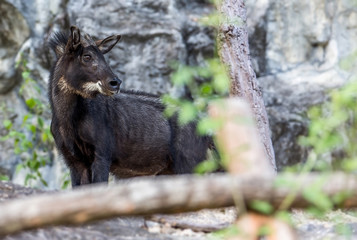 Naklejka na ściany i meble A male chamois lying on the edge of a rock Are using the nose to smell and the earphones. Because the eyes are hard to see, the chamois is an endangered species reserve .. Must preserve