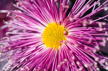 Fototapeta premium Beautiful Chrysanthemums in garden. Flowers as background picture. Chrysanthemum wallpaper. Japanese style. Autumn garden of chrysanthemums.