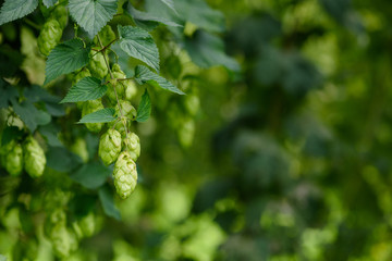 Bunch of hop cones on a vine at hops yard.