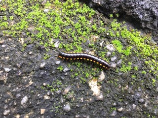 Harpaphe haydeniana commonly known as the yellow-spotted millipede or even as  night train millipede 