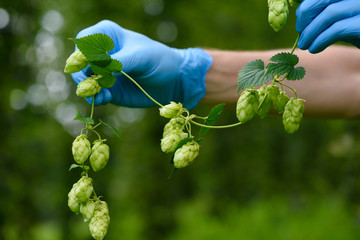 Hops cones branch in scientist hand on hop yard. Humulus lupulus for beer production.