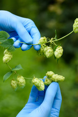 Hop branch with hops cones in scientist hands, ripe for beer and food production