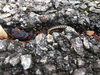 Harpaphe haydeniana commonly known as the yellow-spotted millipede or even as  night train millipede 